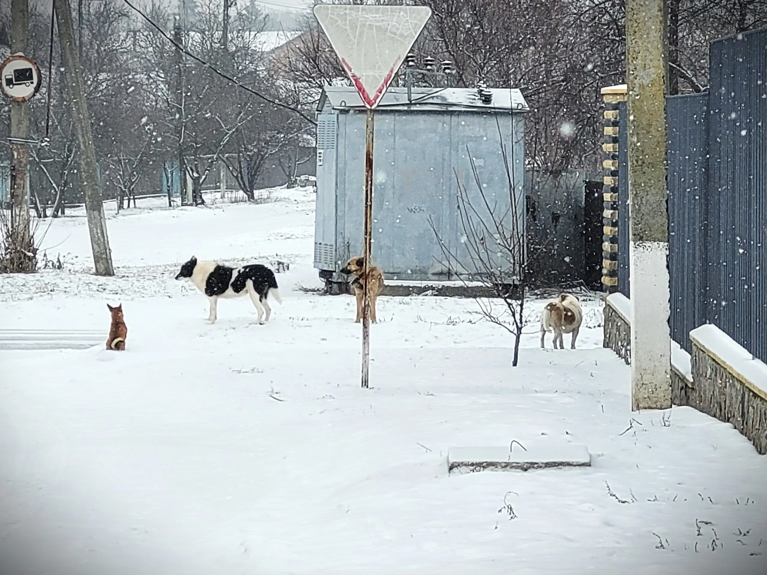 Безпритульні тварини на Полтавщині: як вирішують непросту ситуацію