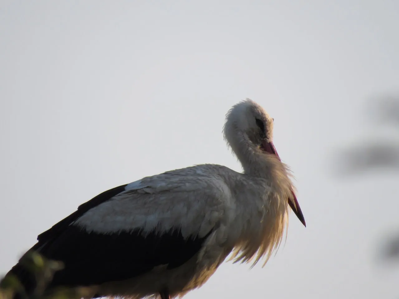 «Зірковому гнізду» у селі Леляки на Полтавщині, де живуть лелеки Грицик і Одарка, близько 70 років