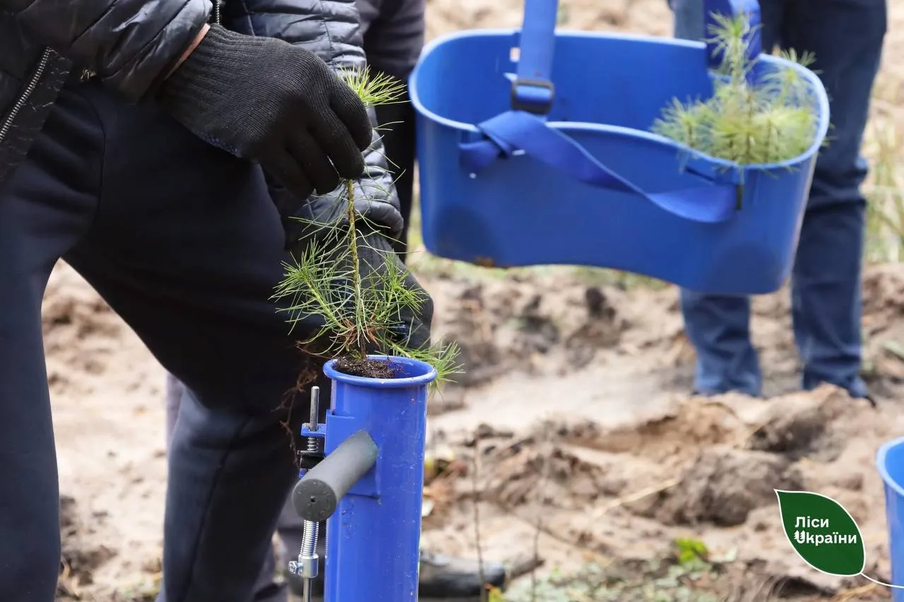 Цієї весни на Полтавщині висадять понад 260 гектарів лісу 