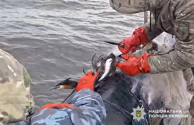На Сулинському заказнику водні поліціянти врятували птаха, який потрапив у браконьєрські сітки