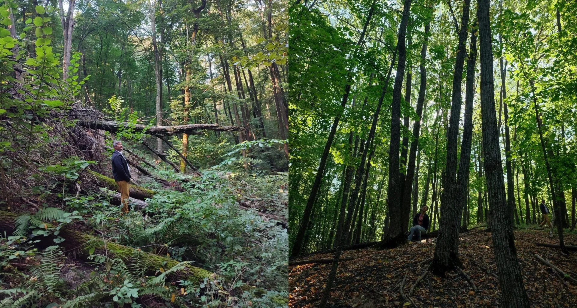 У Парасоцькому лісі на Полтавщині можна побачити 400-річний печерний скит монахів-відлюдників та 300-річні дуби