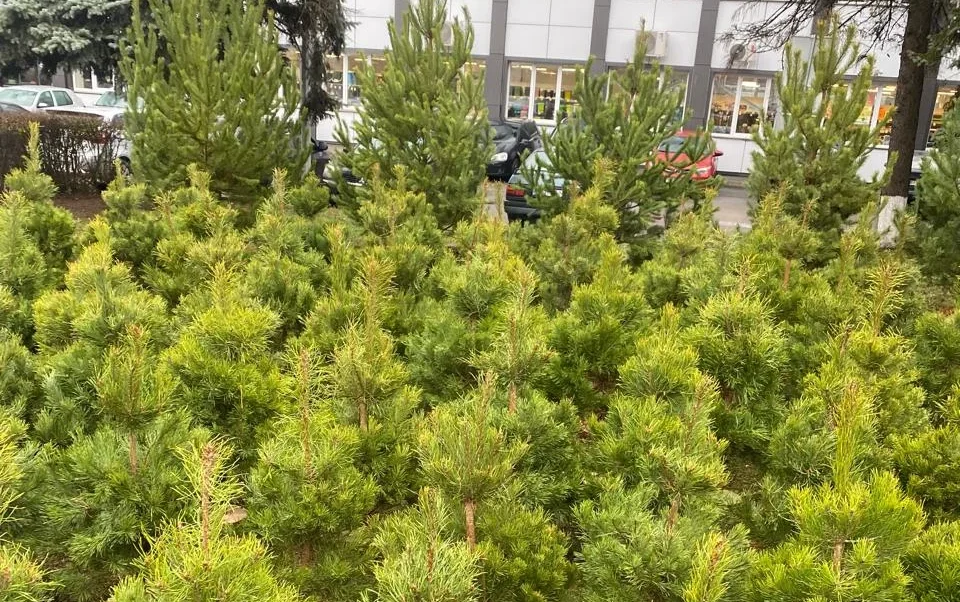 На Полтавщині зафіксували три факти порушень торгівлі ялинками