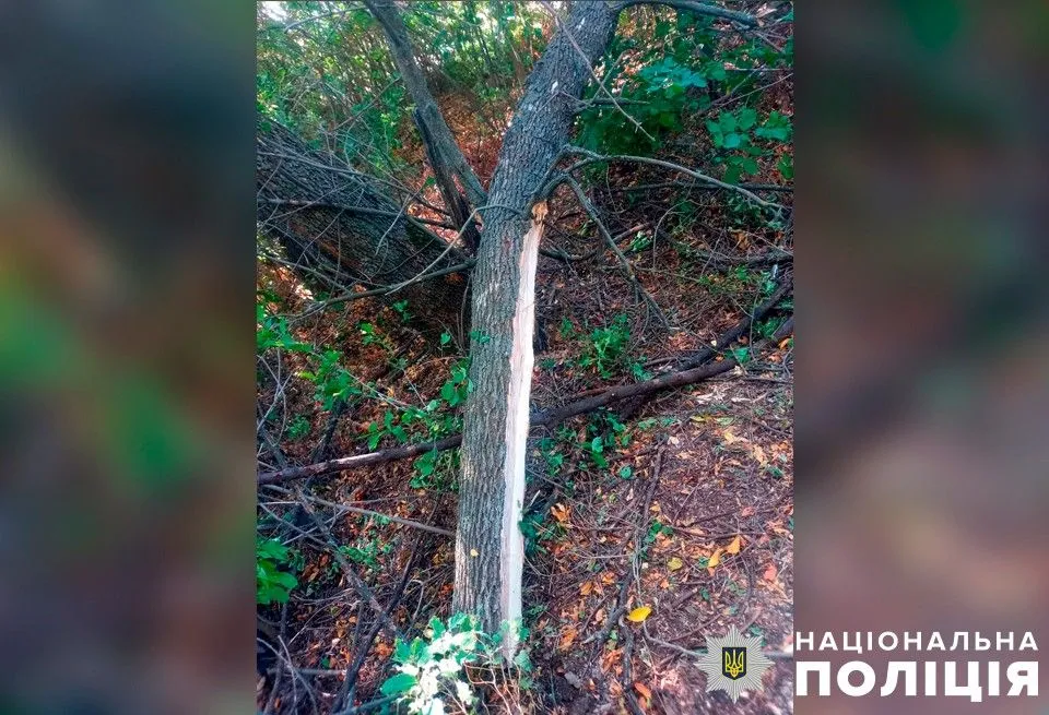 У Полтавському районі на дідуся впала деревина – чоловік не вижив