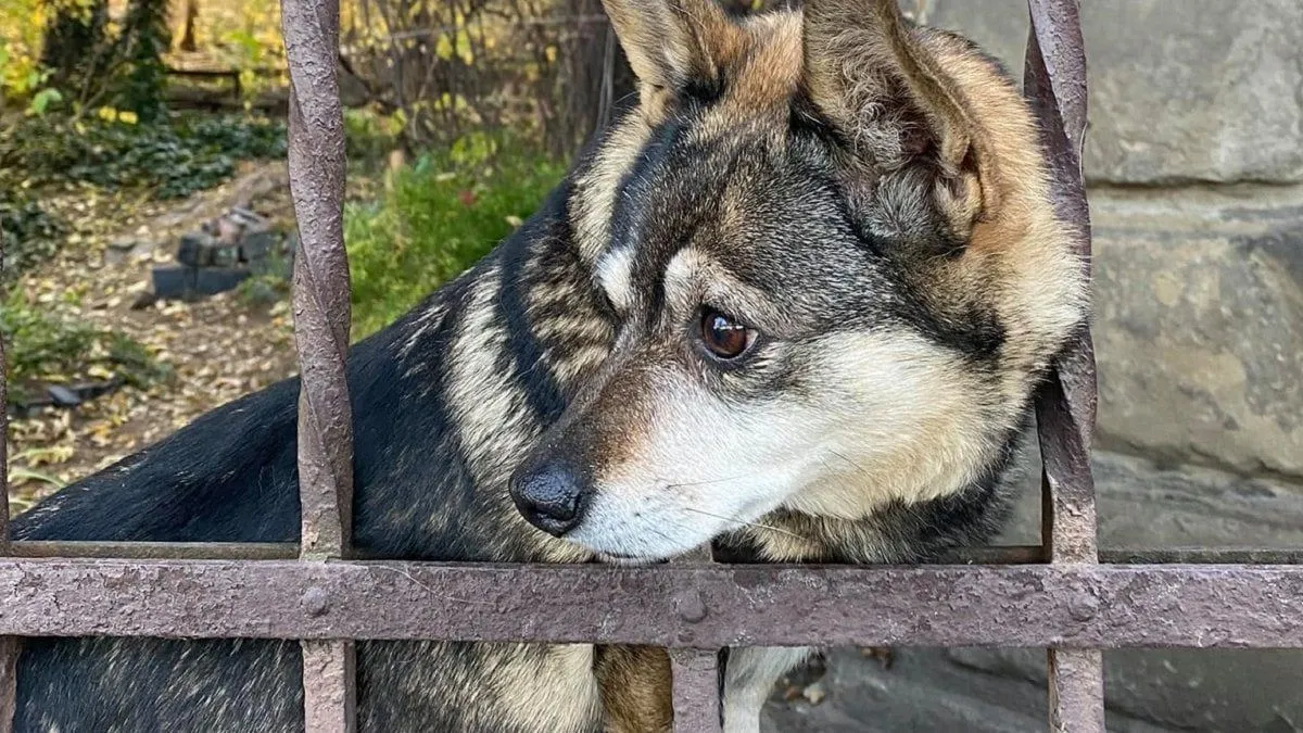 На Полтавщині іспитовий термін отримав чоловік, який побив до смерті двох собак