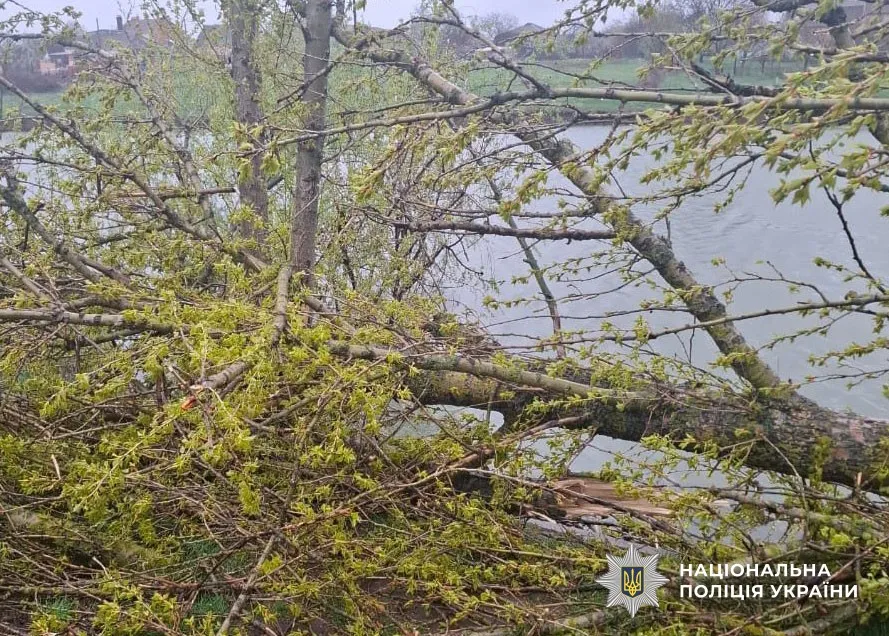 Падіння дерева на дитину в Полтаві – поліція відкрила кримінальне провадження