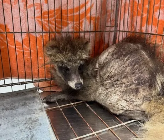 На Полтавщині врятували єнотовидного собаку