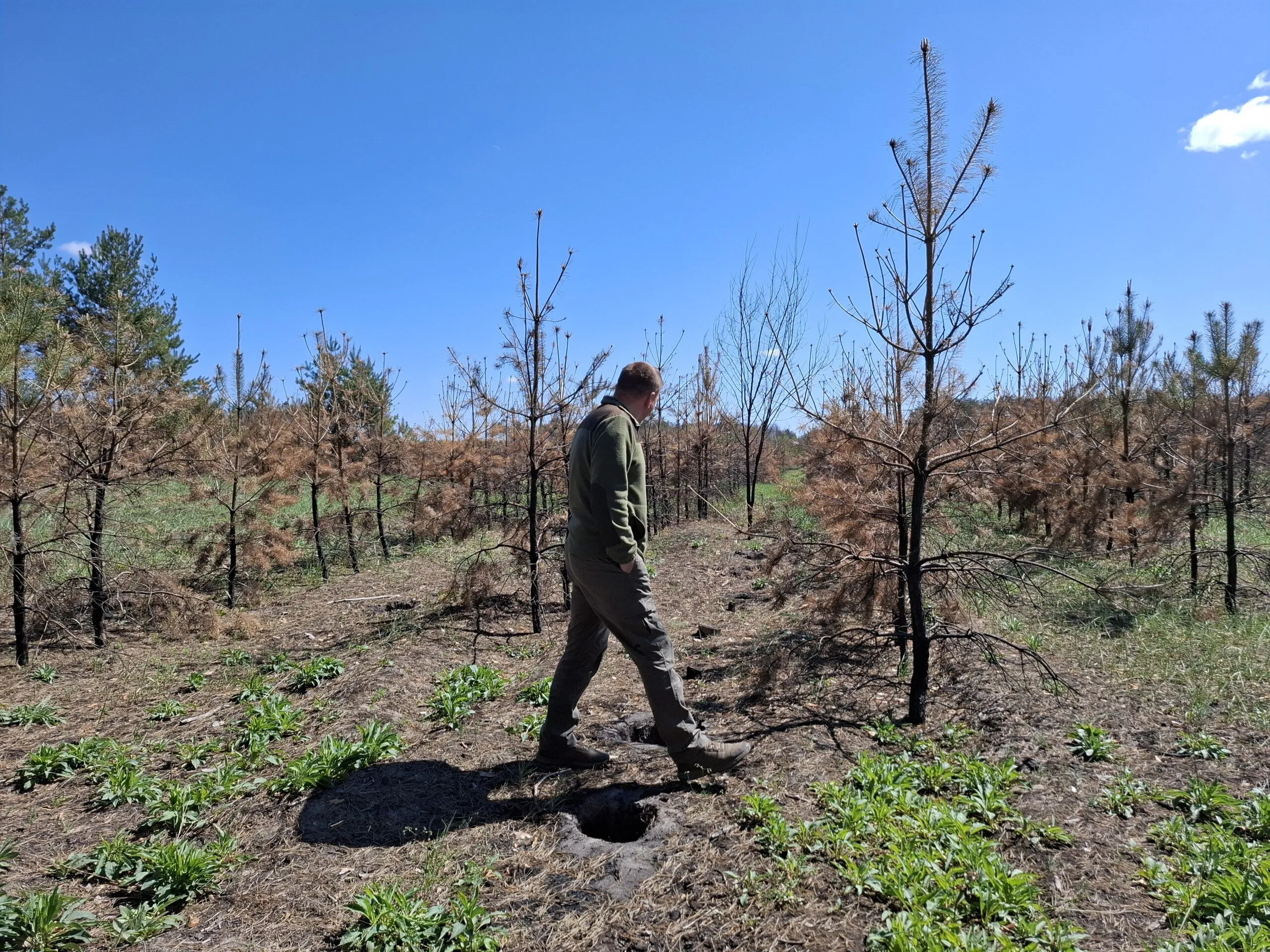 Як відновлюють ліси після наймасштабнішої за останні роки лісової пожежі на Полтавщині