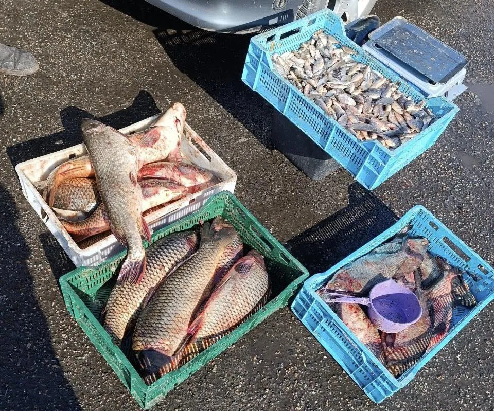 За місяць на Полтавщині рибні браконьєри завдали збитків на майже 2 мільйони гривень