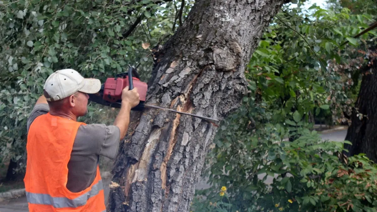 Дерева біля приватних будинків: як зрубати й не отримати штраф