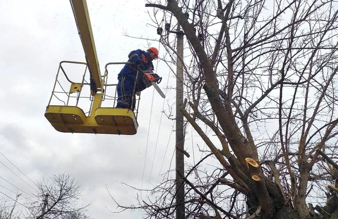 У Полтаві проведуть обрізку дерев