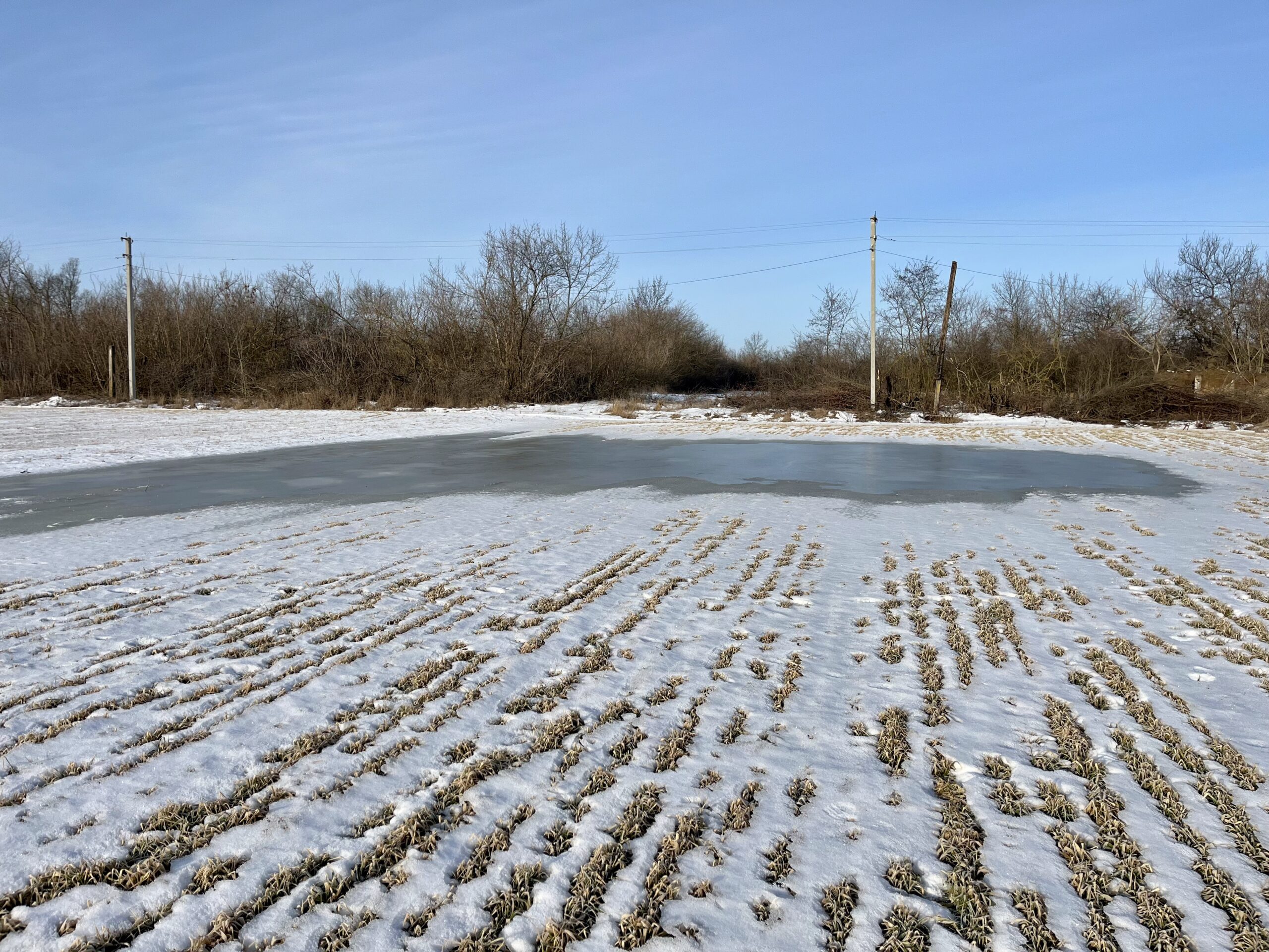«Озеро» посеред поля: чи загрожують озимині на Полтавщині лютневі погодні гойдалки 