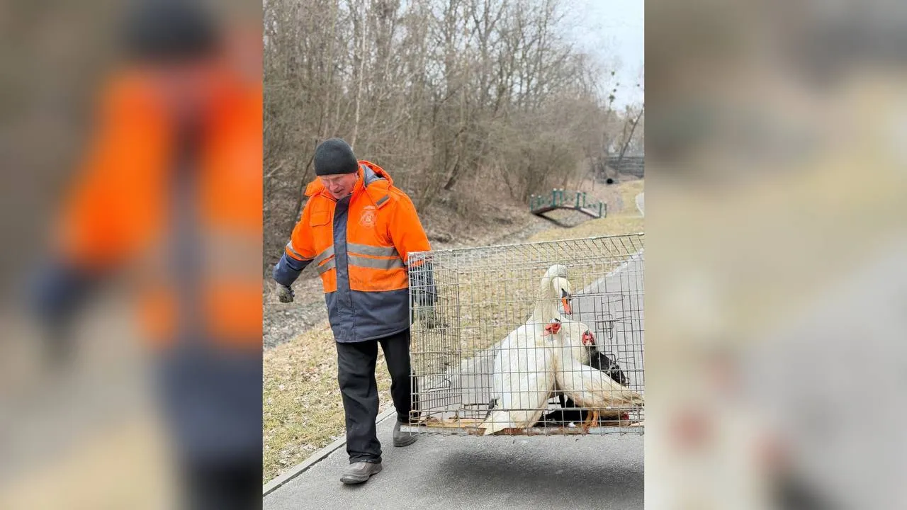 У Полтаві до Дендропарку повернули лебедів і качок