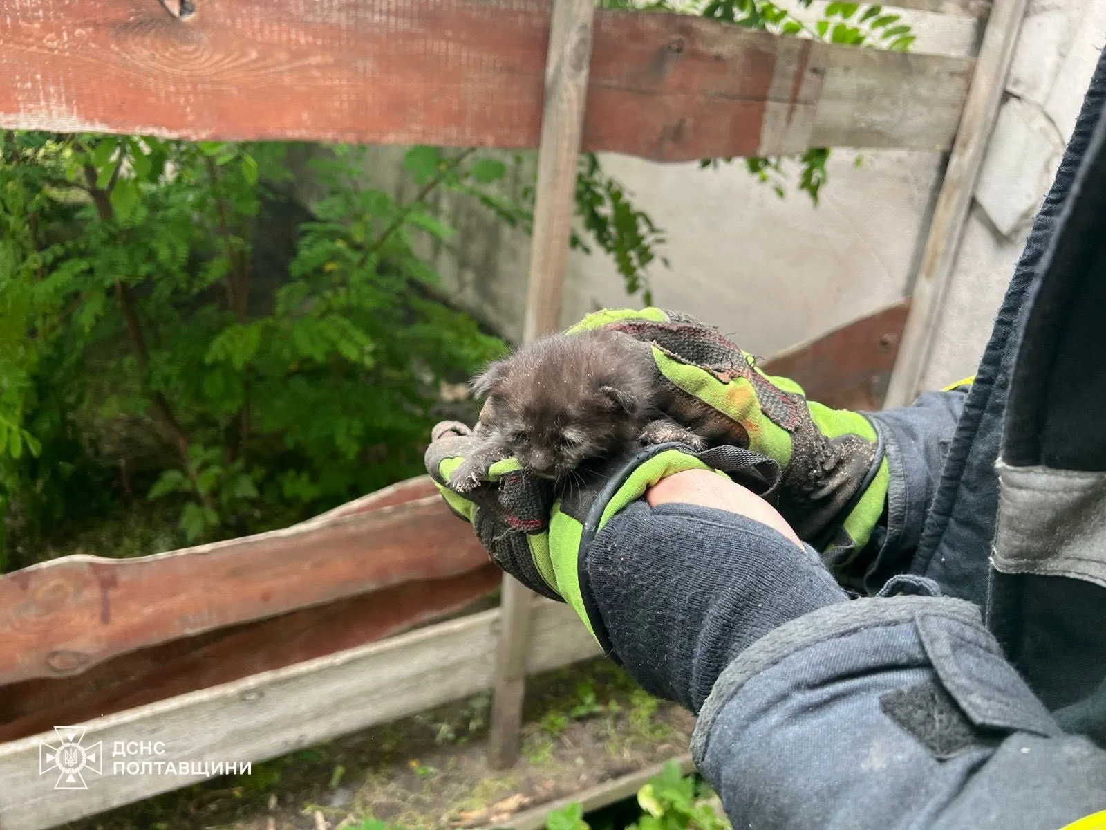На Полтавщині надзвичайники врятували кошеня, яке застрягло між бетонними конструкціями
