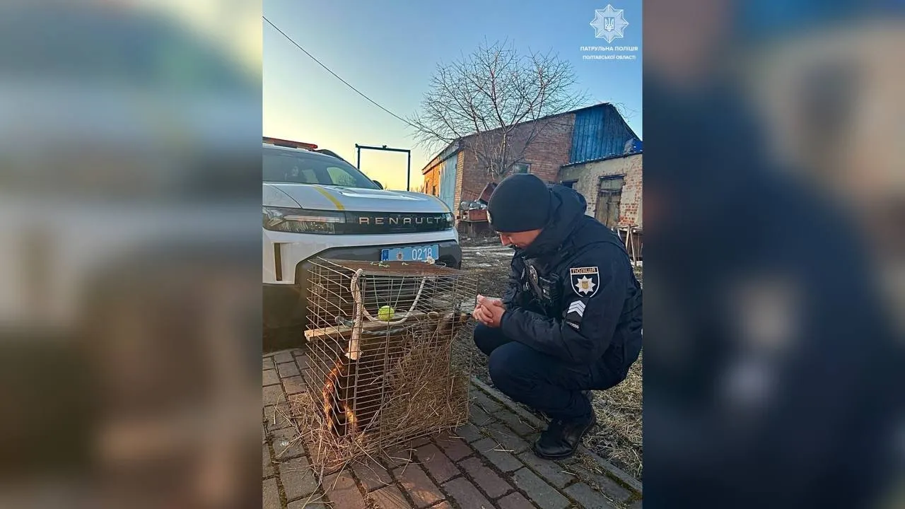 У Полтаві патрульні допомогли повернути власниці єнота-втікача