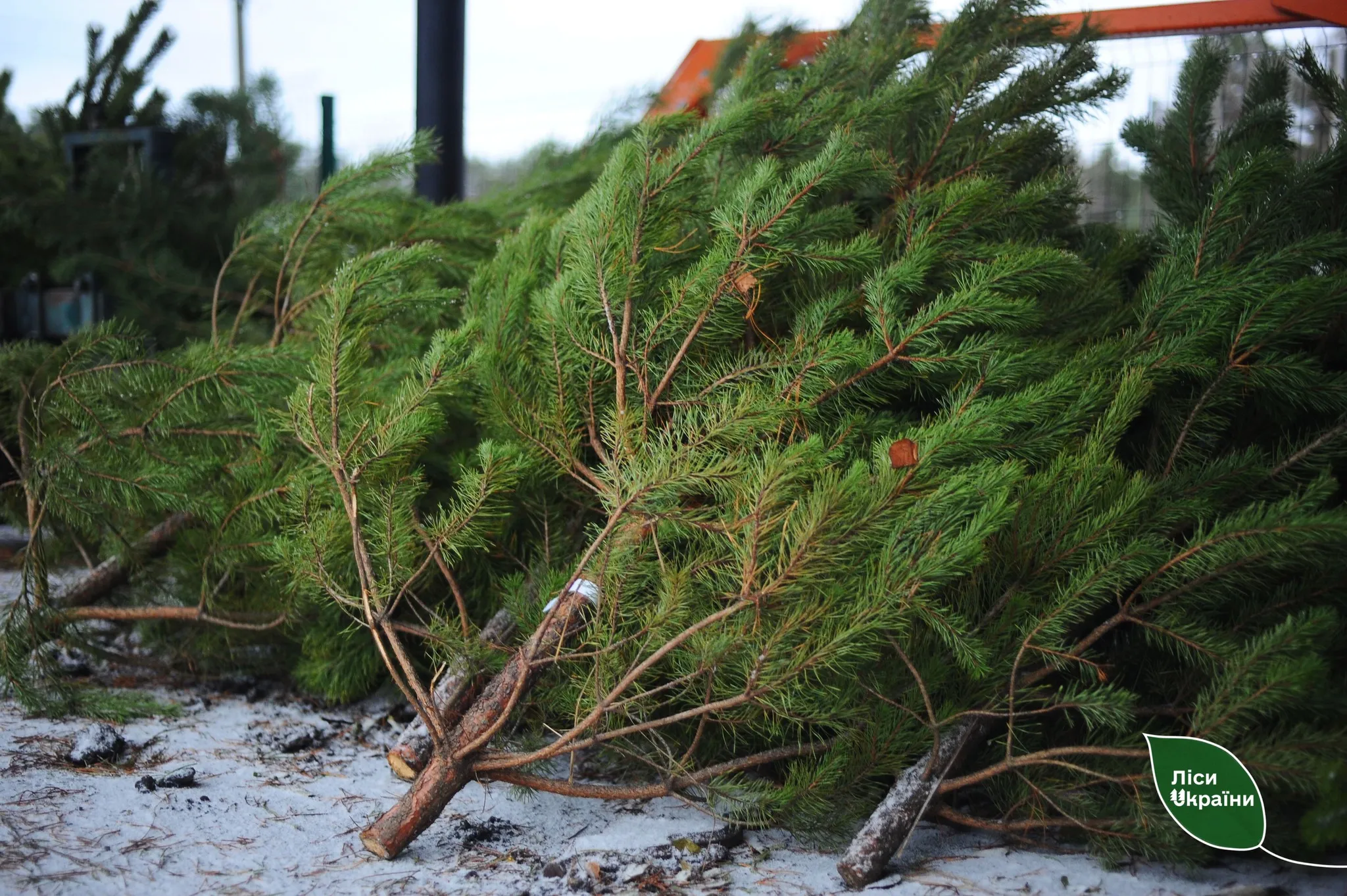 Оголосили ціни на новорічні ялинки, які цьогоріч діятимуть у лісництвах Полтавщини