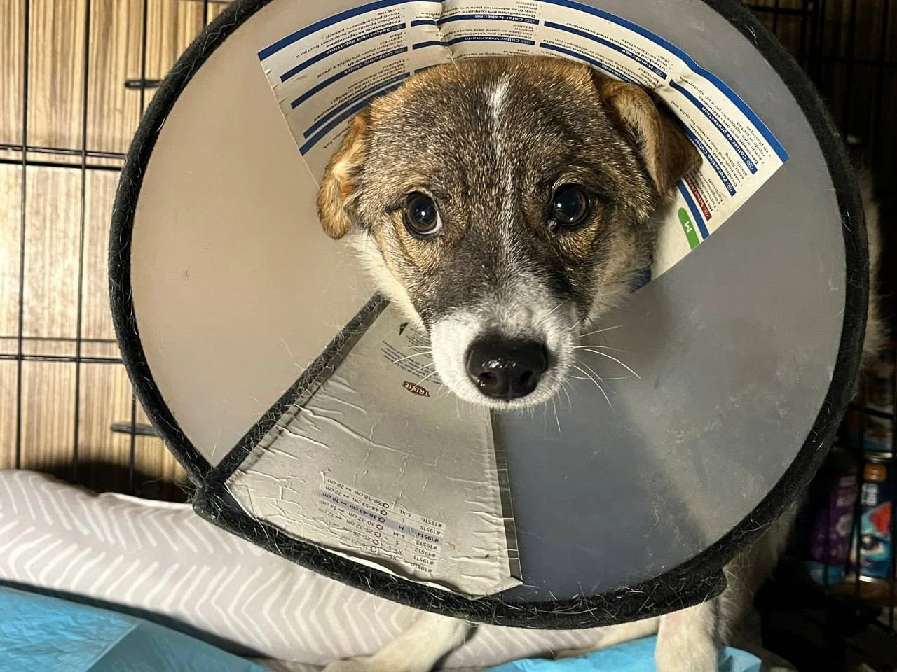 У Полтаві КАТП-1628 забезпечує догляд і лікування безпритульних тварин