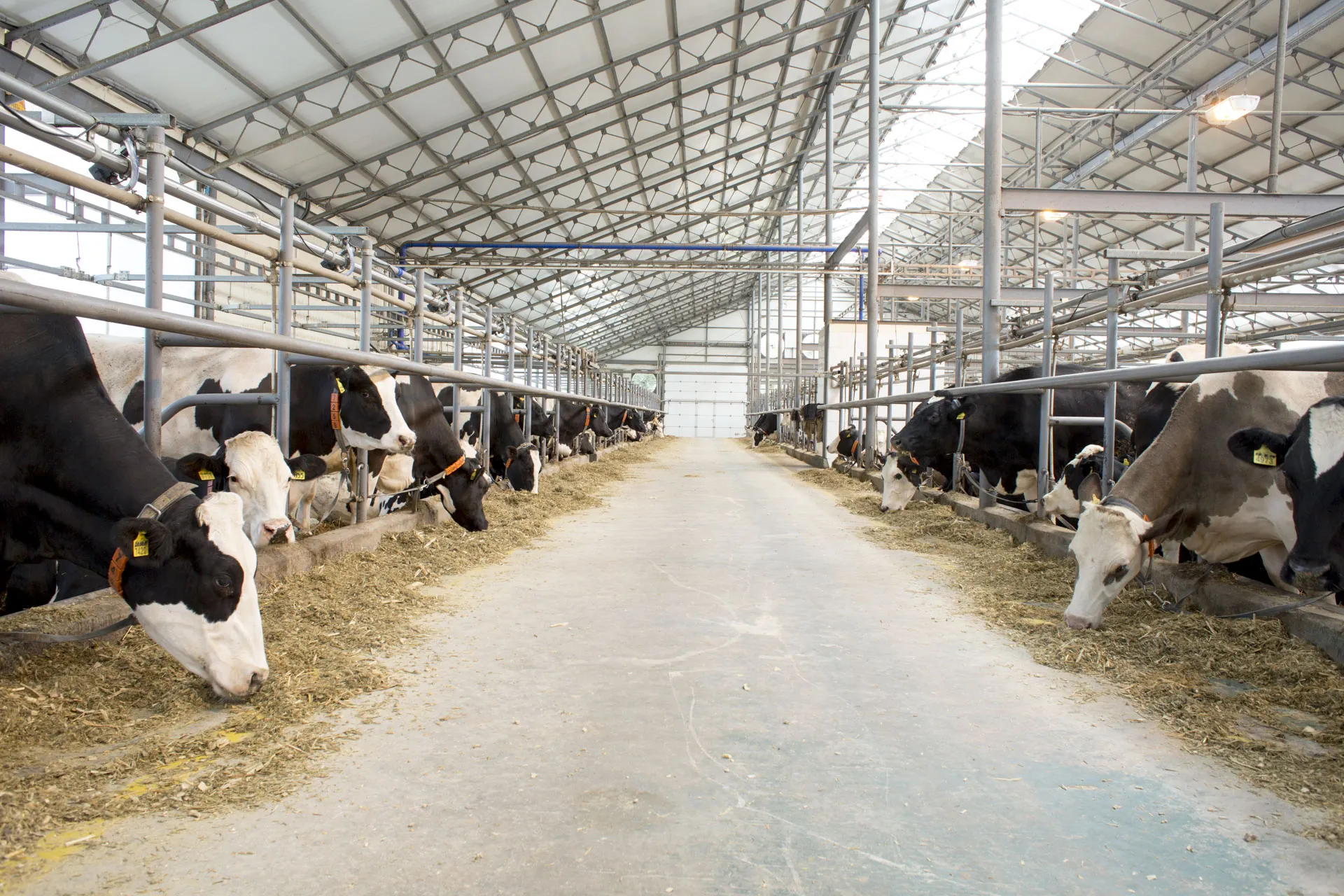 На Полтавщині молочним фермам частково компенсуватимуть витрати на паливо