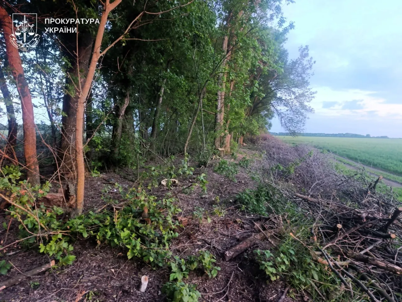 Жителі Миргородщини незаконно вирубали дерев на майже три мільйони гривень