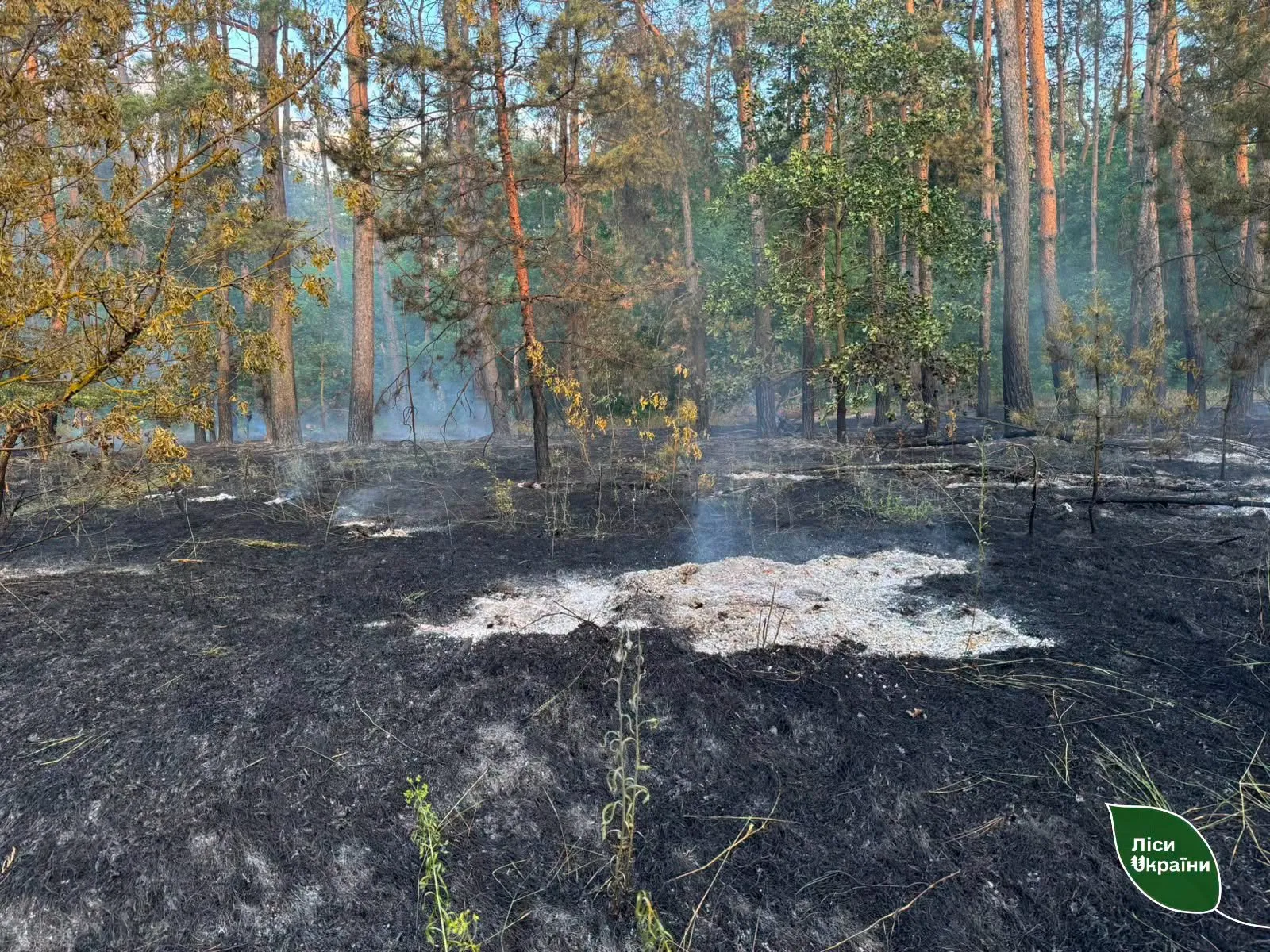 Через падіння уламків ворожого дрона в Миргородському районі горів ліс
