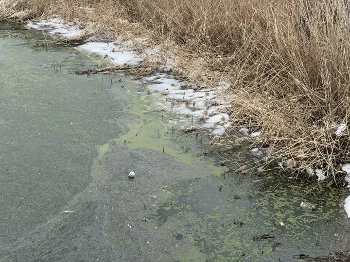 Небезпечні речовини виявили у Пушкарівських ставках і водоймах Дендропарку