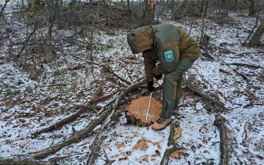 У Полтавському районі незаконно зрізали дерев на майже мільйон гривень