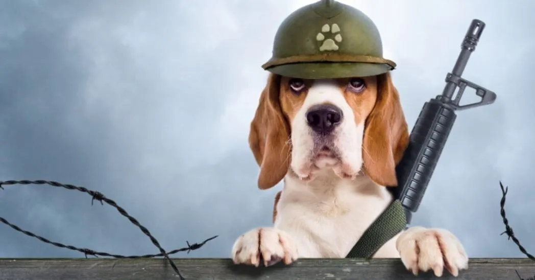 <strong>Гумор під час війни – чи варто?</strong>