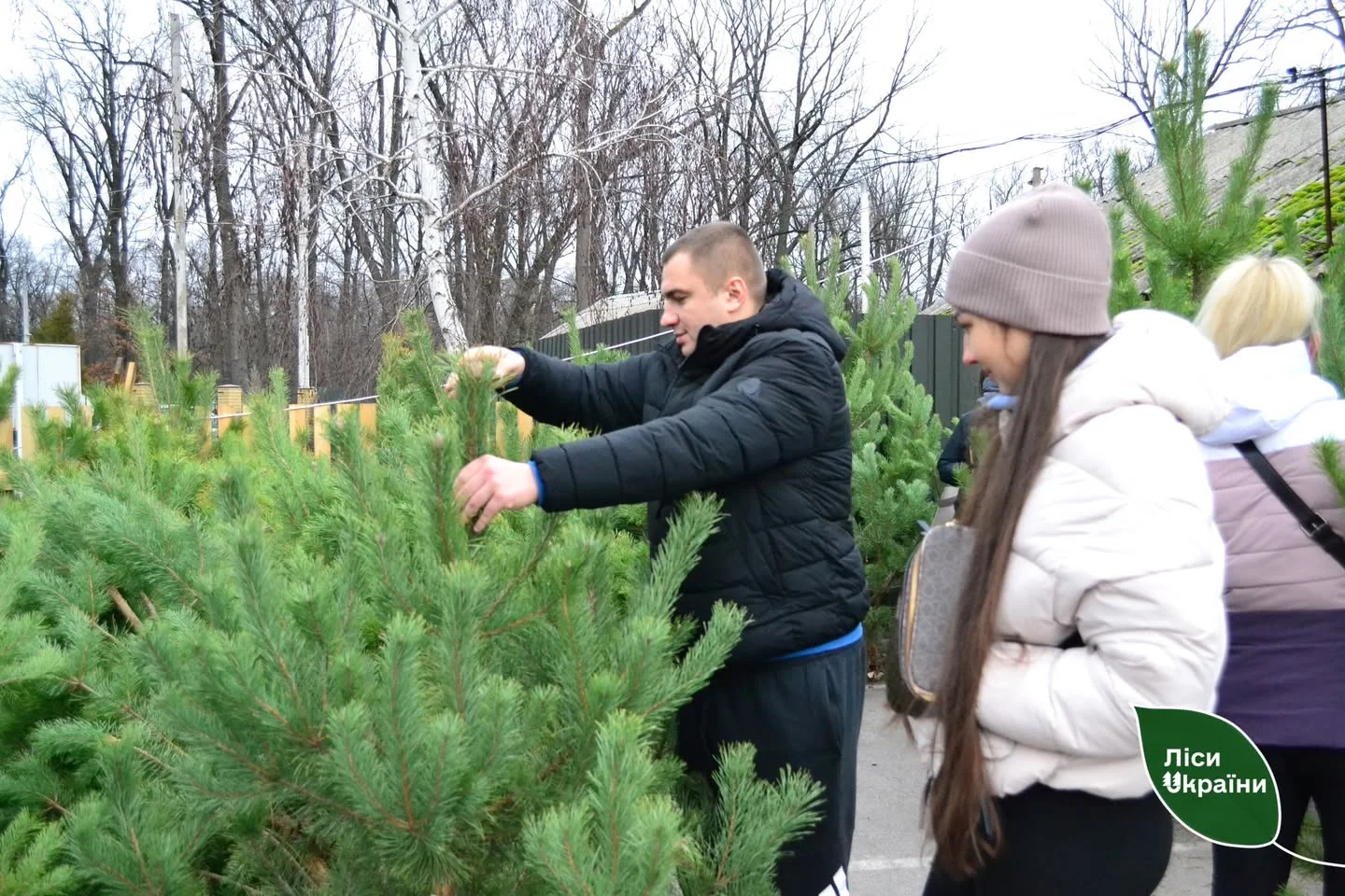 Ціна на ялинки на Полтавщині: скільки коштує в лісовому офісі