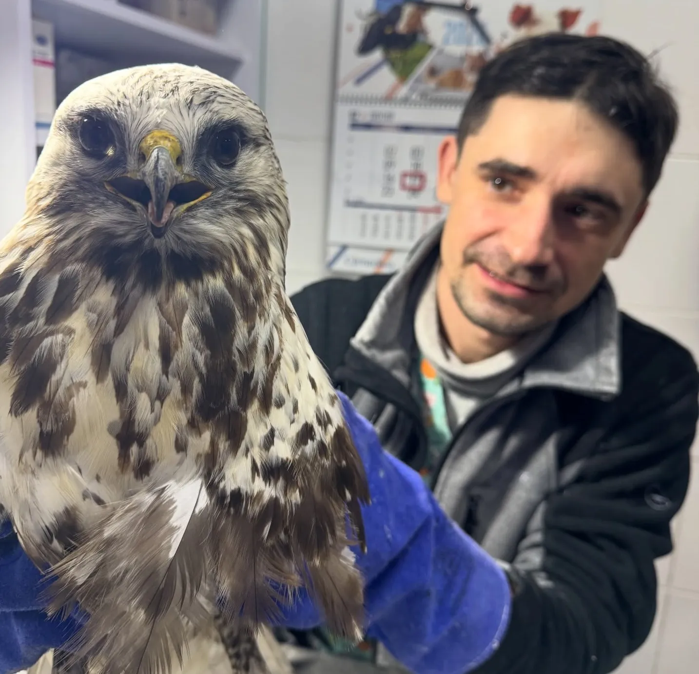 На Полтавщині врятували хижого птаха