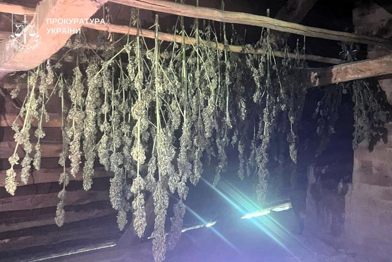 На Полтавщині судитимуть двох жителів за вирощування та збут канабісу