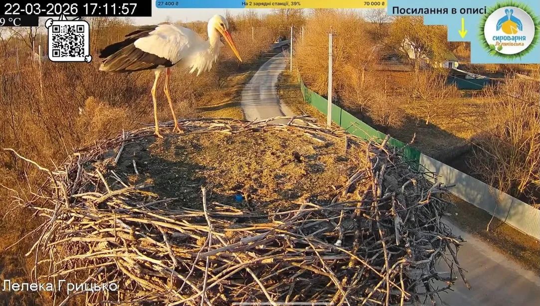 У гніздо на Полтавщині, звідки ведуть онлайн-трансляцію, прилетів лелека