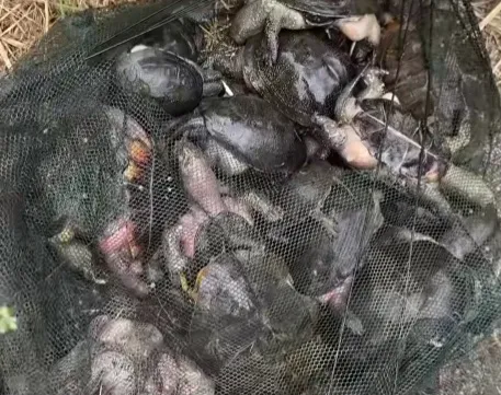 В озері на Полтавщині загинули черепахи