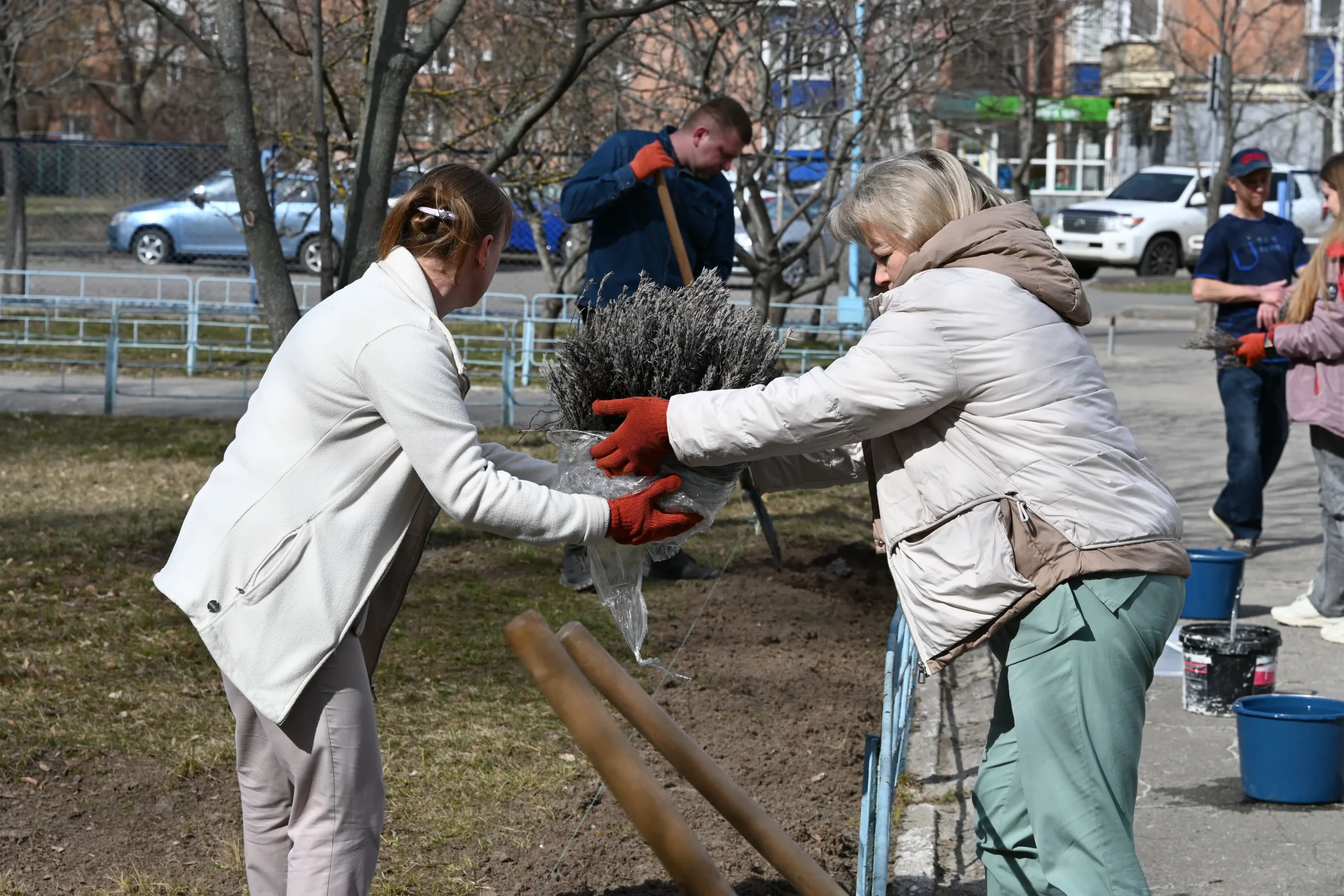 У Полтаві висадили алею лаванди (фото)