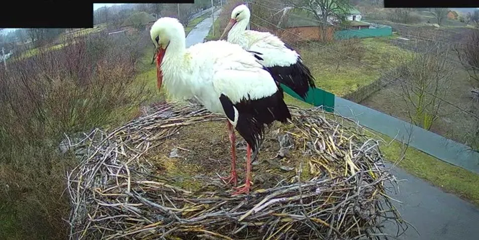 Грицько й Одарка вдома: у гніздо в Полтавській області повернулися лелеки