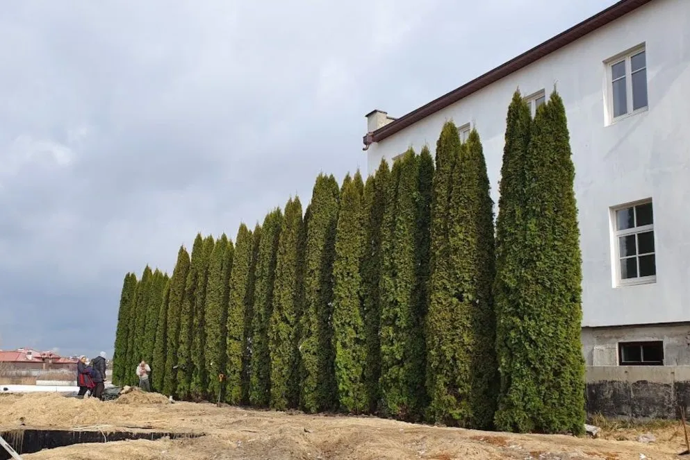 Висаджування крупномірів: чому це актуально та що в Полтаві