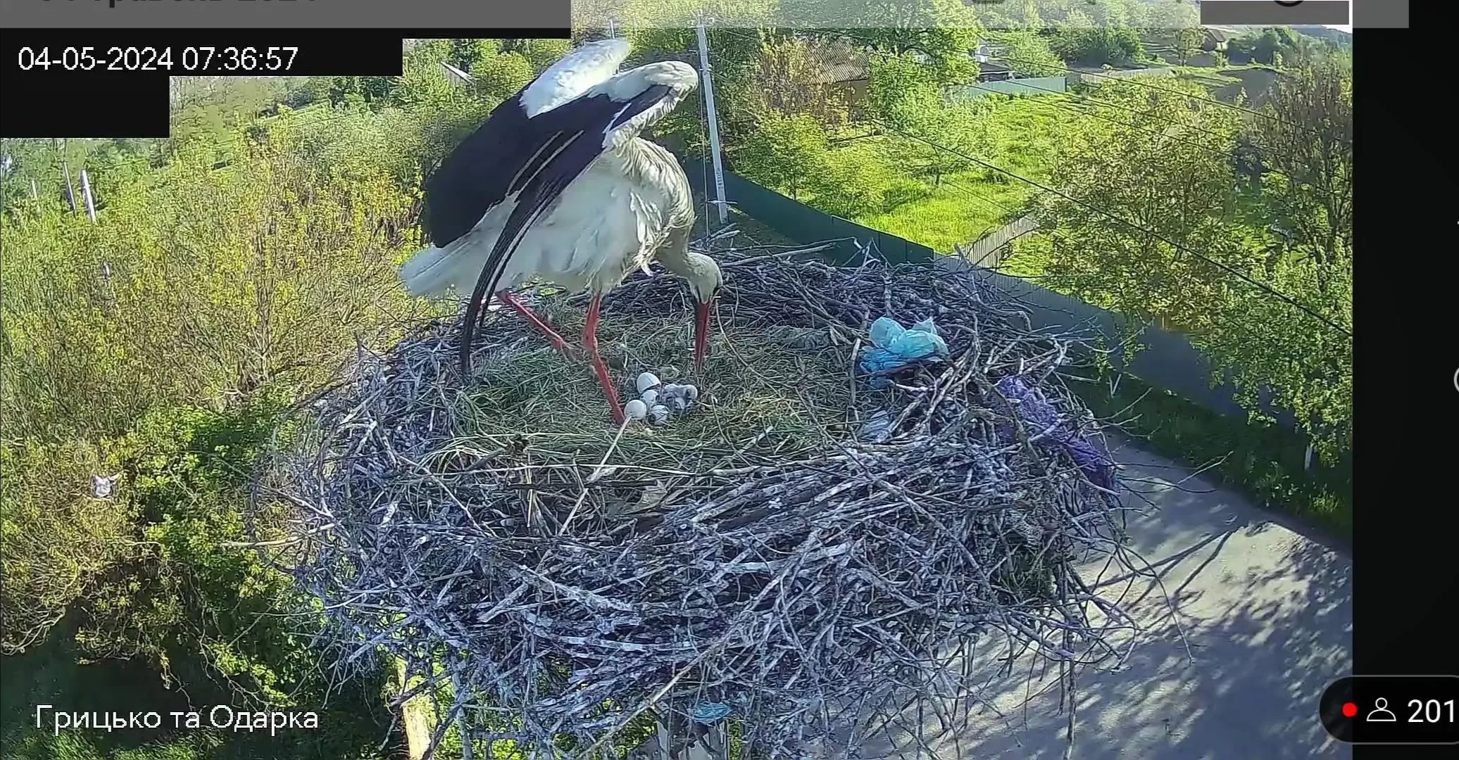 У лелек Грицька та Одарки вилупилося перше пташеня