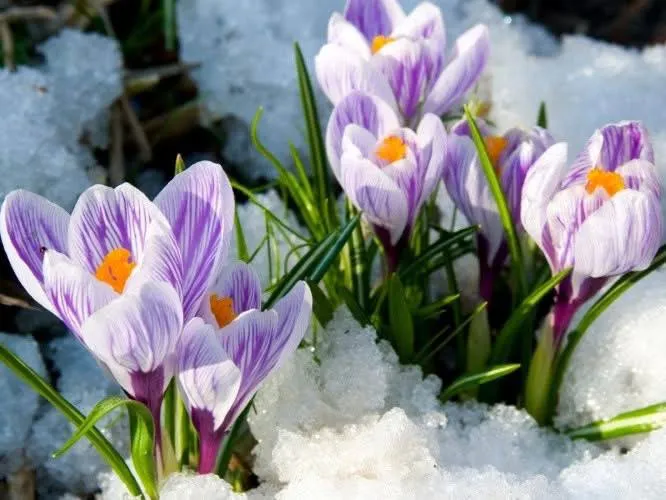 На Полтавщині стартувала природоохоронна операція «Первоцвіт-2026»