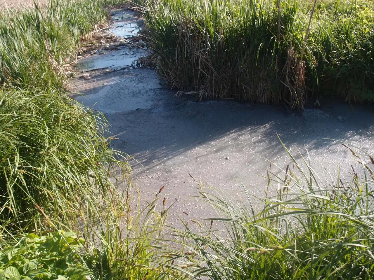 У Полтаві з’ясували, хто забруднює Пушкарівські ставки