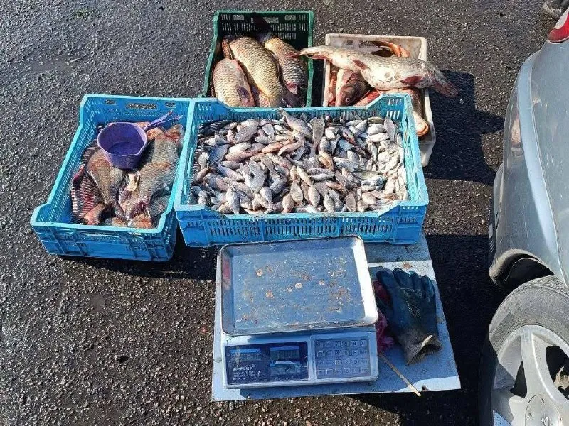 На Полтавщині зафіксували незаконний продаж риби на ринках