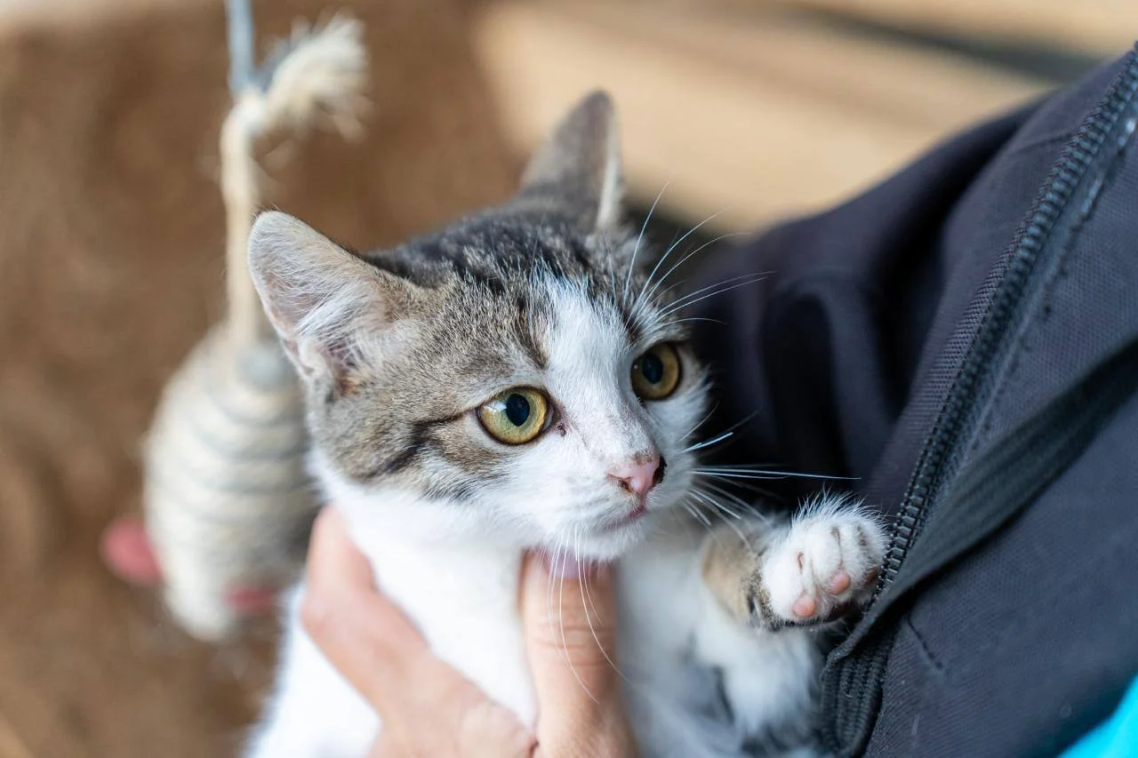 У Полтаві готують нові правила утримання домашніх тварин