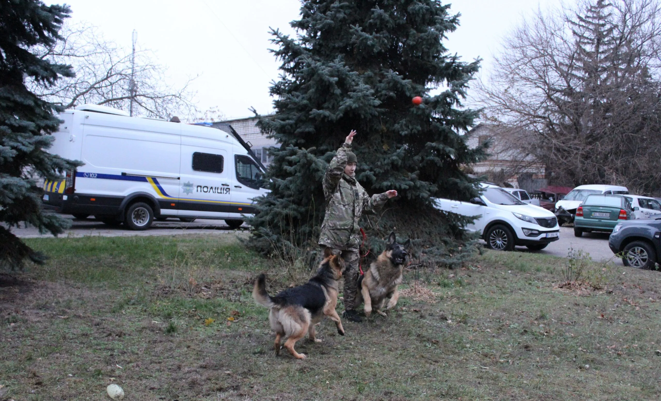 Від пошуку людей, наркотиків і вибухівки до терапії та реабілітації: як працюють службові собаки у Кременчуці