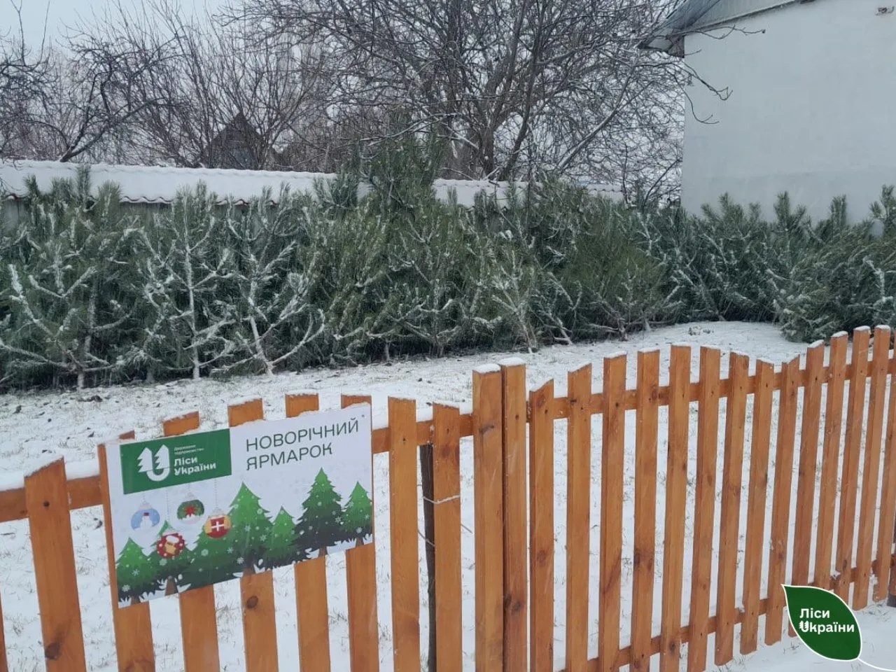 Жива, пластикова чи дерев’яна: яку ялинку краще обрати