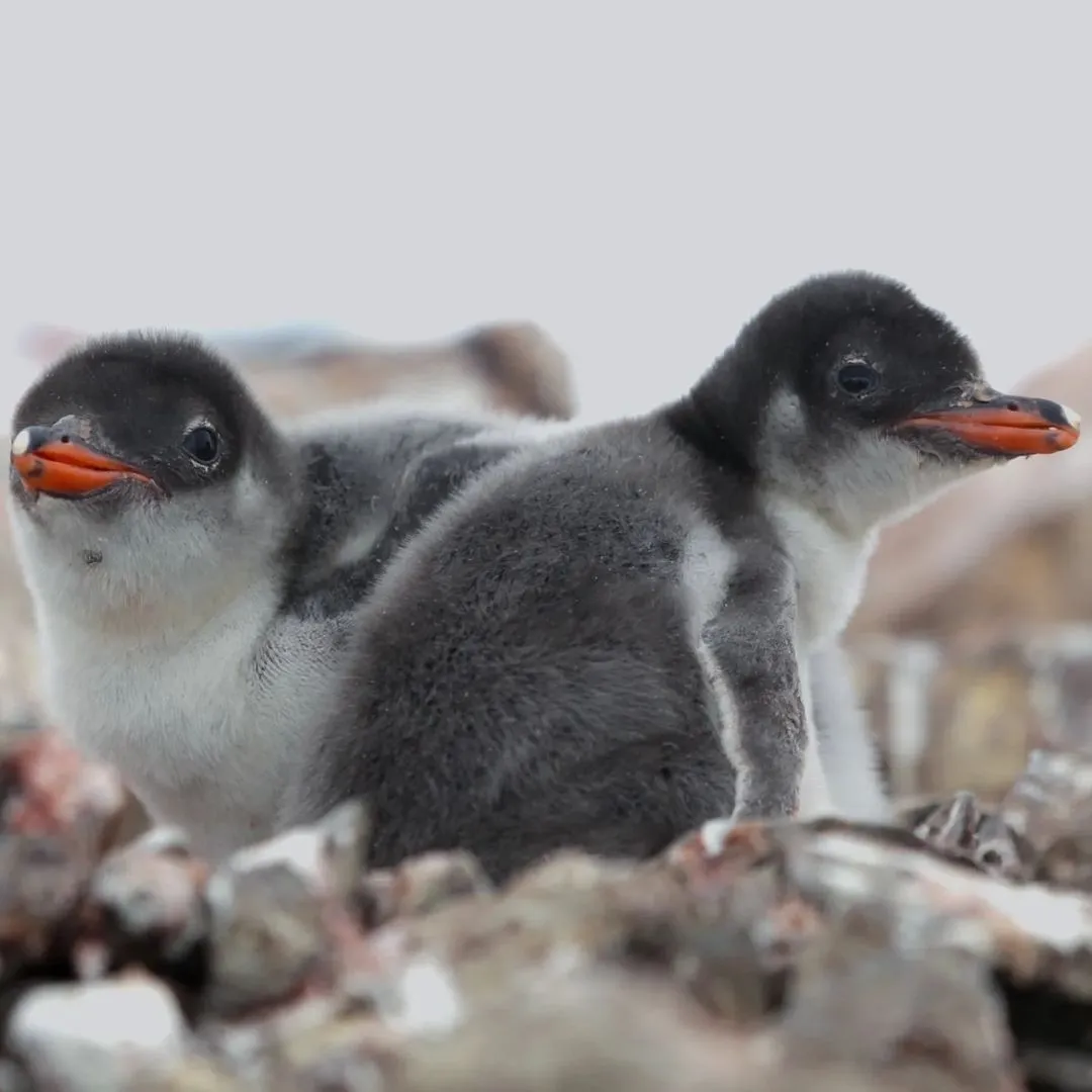 Біля української станції в Антарктиді вилупилося понад 750 пташенят пінгвінів