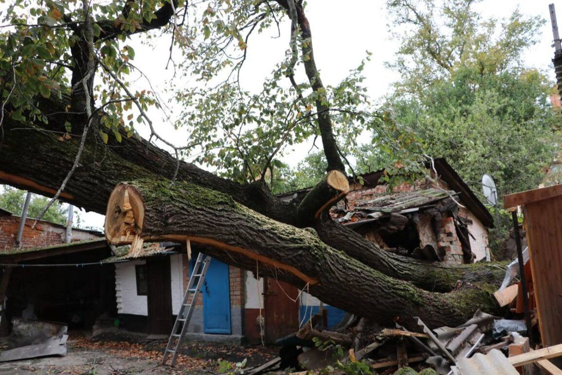 Полтава – місто деревопаду. Як це змінити?