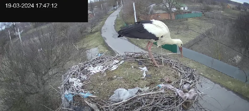 Грицько повернувся додому: лелека повернувся у гніздо на Полтавщині, з якого ведуть онлайн-трансляцію