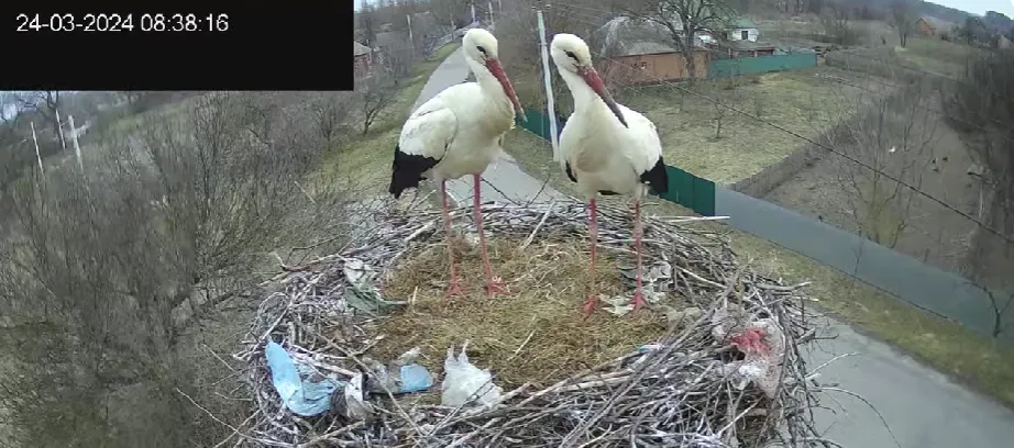 Возз’єднання родини: у гніздо на Полтавщині повернулися обидва лелеки