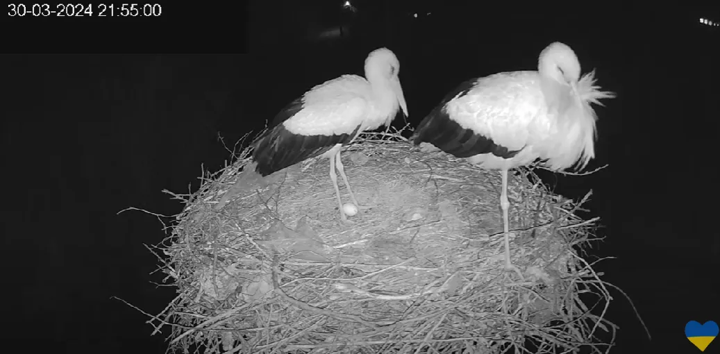 У лелек Грицька й Одарки з’явилося перше яйце