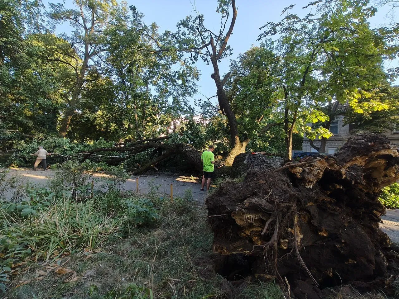 У центрі Полтави впав віковий дуб