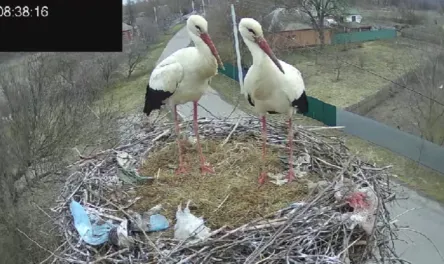 Грицько й Одарка залишили гніздо на Полтавщині