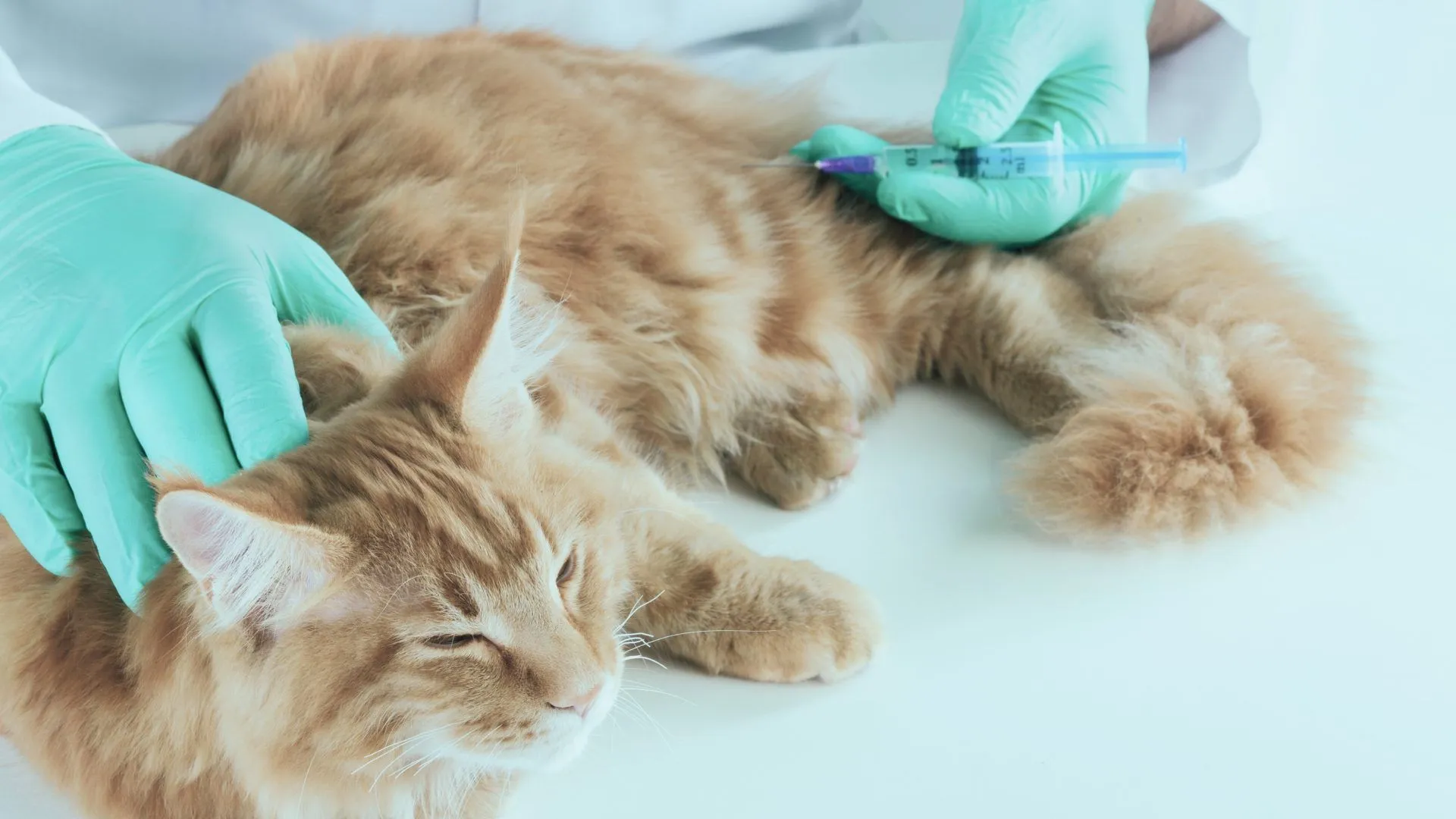 У Полтаві безоплатно вакцинуватимуть проти сказу собак і котів