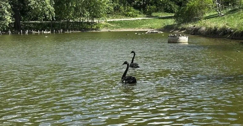 У Полтавському дендропарку поселили двох чорних лебедів